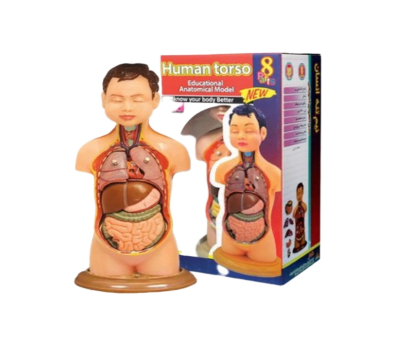 مولاژ نیم تنه عروسکی