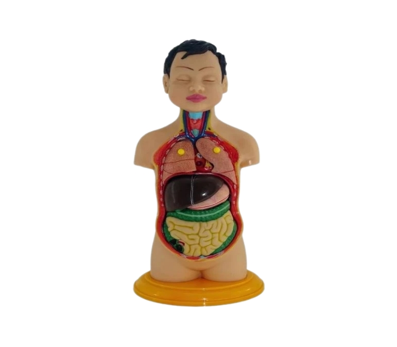 مولاژ نیم تنه عروسکی