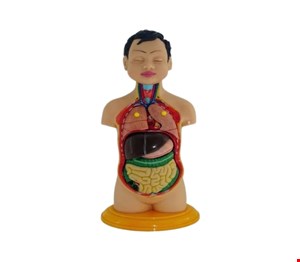 مولاژ نیم تنه عروسکی